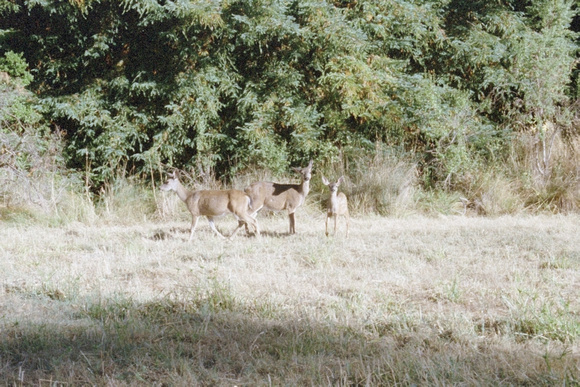 Deer in Campground