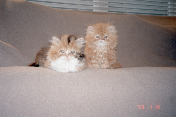 2 poofs scowling on couch
