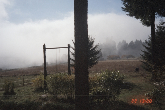 Fog in Pasture