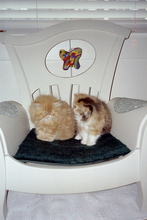 Cute Poofs on Chair 3