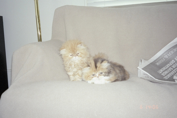 Poofs on Couch 3