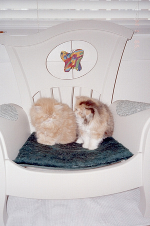 2 poofs on chair 4