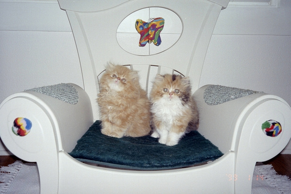 Cute Poofs on Chair 2