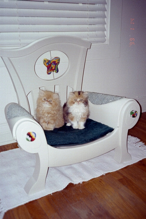 Cute Poofs on Chair